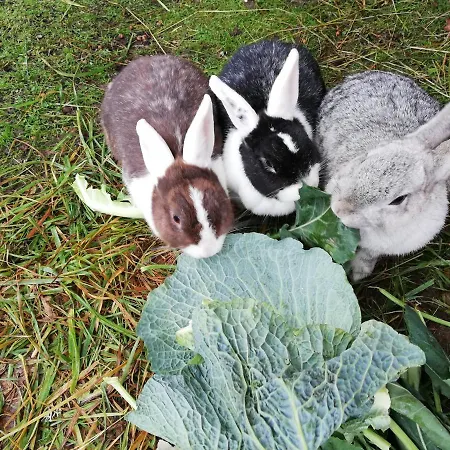 Διαμέρισμα Haus Hinterfuerbach Wagrain