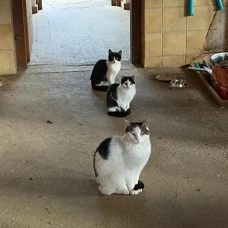 アパート Haus Hinterfuerbach ヴァークライン