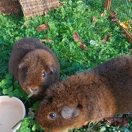 Haus Hinterfuerbach * Ваграйн